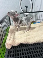 Lilo , a male French Bulldog for sale in Miami, FL – 5 of 5