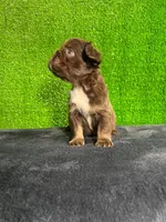 Cloe , a female French Bulldog for sale in Miami, FL – Photo 6 of 6