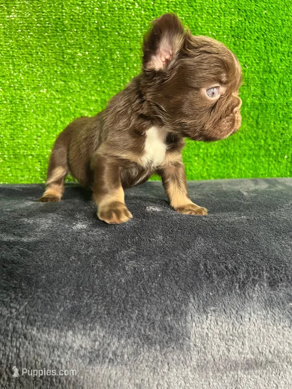 Cloe  – French Bulldog puppy for sale in Miami, FL