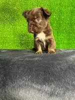 Cloe , a female French Bulldog for sale in Miami, FL – Photo 2 of 6