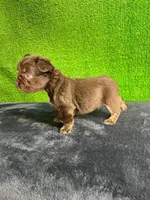 Cloe , a female French Bulldog for sale in Miami, FL – Photo 3 of 6