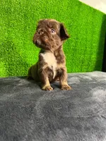 Cloe , a female French Bulldog for sale in Miami, FL – Photo 4 of 6