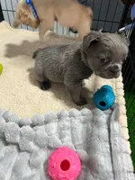 Murphy , a male French Bulldog for sale in Miami, FL – 1 of 5