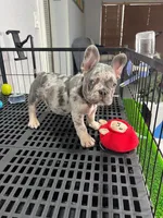 Fifi , a female French Bulldog for sale in Miami, FL – 4 of 9