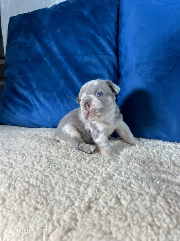 Cody  – French Bulldog puppy for sale in Miami, FL