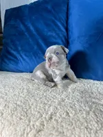 Cody , a male French Bulldog for sale in Miami, FL – 1 of 4
