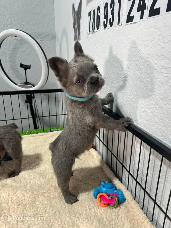 Tito  – French Bulldog puppy for sale in Miami, FL