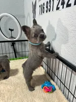 Tito , a male French Bulldog for sale in Miami, FL – 4 of 9