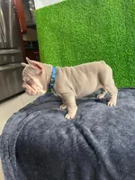 Luca , a male French Bulldog for sale in Miami, FL – Photo 2 of 5