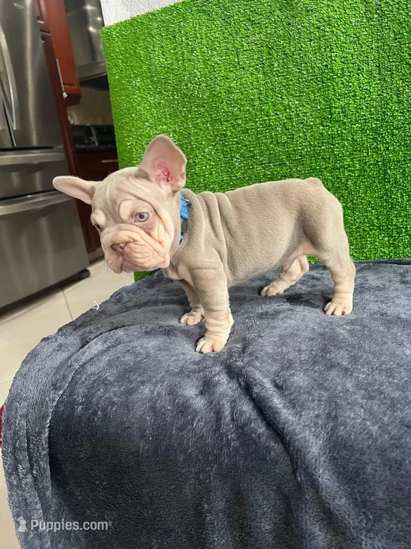 Luca  – French Bulldog puppy for sale in Miami, FL
