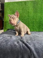 Luca , a male French Bulldog for sale in Miami, FL – Photo 4 of 5