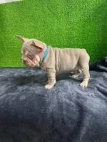 Luca , a male French Bulldog for sale in Miami, FL – Photo 5 of 5