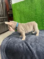 Luca , a male French Bulldog for sale in Miami, FL – Photo 3 of 5