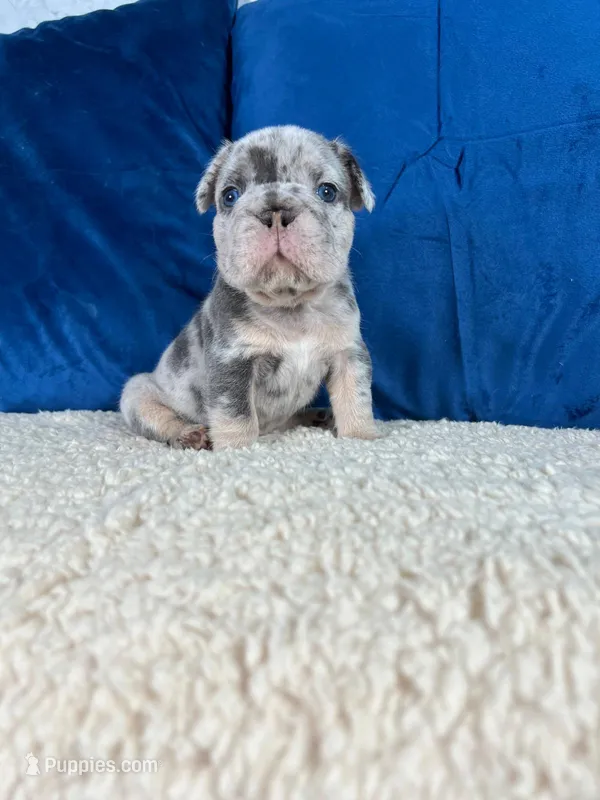Bruno  – French Bulldog puppy for sale in Miami, FL