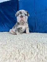 Bruno , a male French Bulldog for sale in Miami, FL – 1 of 6