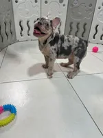 Tiny , a female French Bulldog for sale in Miami, FL – 2 of 10