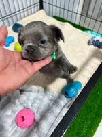 Murphy , a male French Bulldog for sale in Miami, FL – 3 of 5