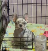 Miel , a female French Bulldog for sale in Miami, FL – 2 of 9