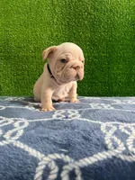 Toby , a male French Bulldog for sale in Miami, FL – 10 of 10