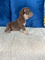 Rojo , a male French Bulldog for sale in Miami, FL – 3 of 4