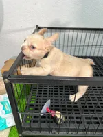 Snow , a male French Bulldog for sale in Miami, FL – 5 of 10
