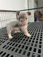 Mila , a female French Bulldog for sale in Miami, FL – 3 of 6