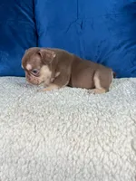 Roja , a female French Bulldog for sale in Miami, FL – 2 of 3