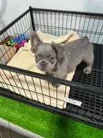 Tito , a male French Bulldog for sale in Miami, FL – 2 of 9
