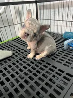 Yiyo, a male French Bulldog for sale in Miami, FL – 3 of 4