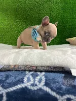 Shirley , a male French Bulldog for sale in Miami, FL – 3 of 10