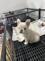 Marshmallow , a female French Bulldog for sale in Miami, FL – Photo 1 of 5