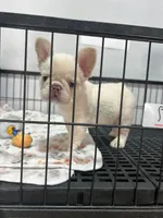 Marshmallow , a female French Bulldog for sale in Miami, FL – Photo 2 of 5
