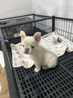 Marshmallow , a female French Bulldog for sale in Miami, FL – Photo 4 of 5