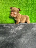 Lía , a female French Bulldog for sale in Miami, FL – Photo 2 of 7