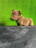 Lía , a female French Bulldog for sale in Miami, FL – Photo 4 of 7