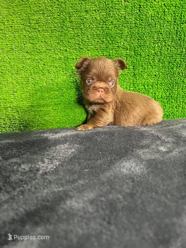 Lía  – French Bulldog puppy for sale in Miami, FL