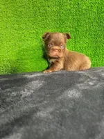 Lía , a female French Bulldog for sale in Miami, FL – Photo 1 of 7