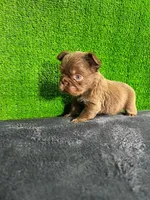 Lía , a female French Bulldog for sale in Miami, FL – Photo 6 of 7