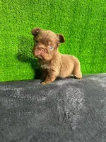 Lía , a female French Bulldog for sale in Miami, FL – Photo 5 of 7