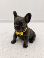 Benji , a male French Bulldog for sale in Miami, FL – 2 of 3