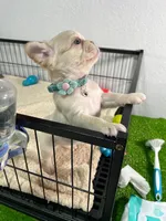 Mashmellow , a female French Bulldog for sale in Miami, FL – 10 of 10