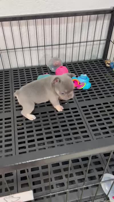 Mila , a female French Bulldog for sale in Miami, FL – 6 of 6
