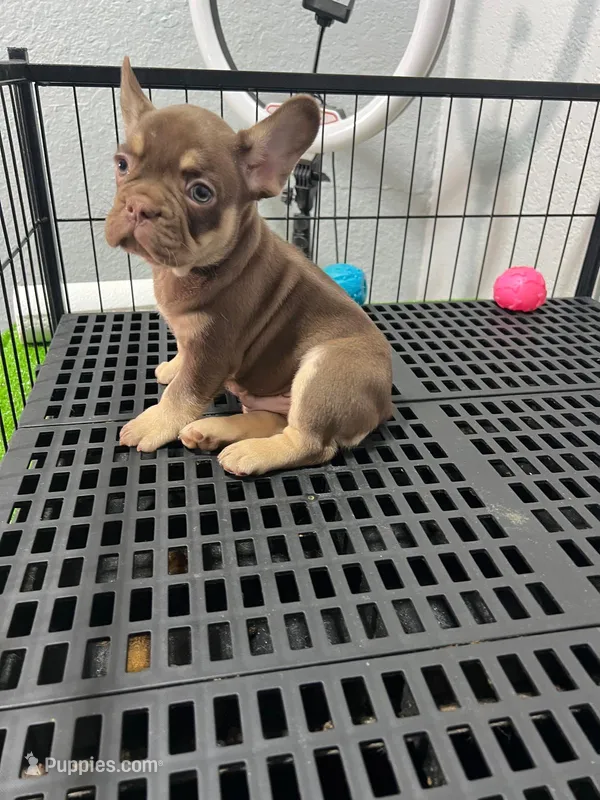 Rojo  – French Bulldog puppy for sale in Miami, FL