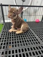 Rojo , a male French Bulldog for sale in Miami, FL – 1 of 10