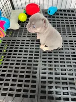 Mila , a female French Bulldog for sale in Miami, FL – 5 of 6