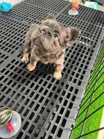 Ava , a female French Bulldog for sale in Miami, FL – 2 of 5