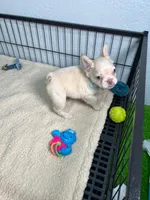 Mashmellow , a female French Bulldog for sale in Miami, FL – 7 of 10