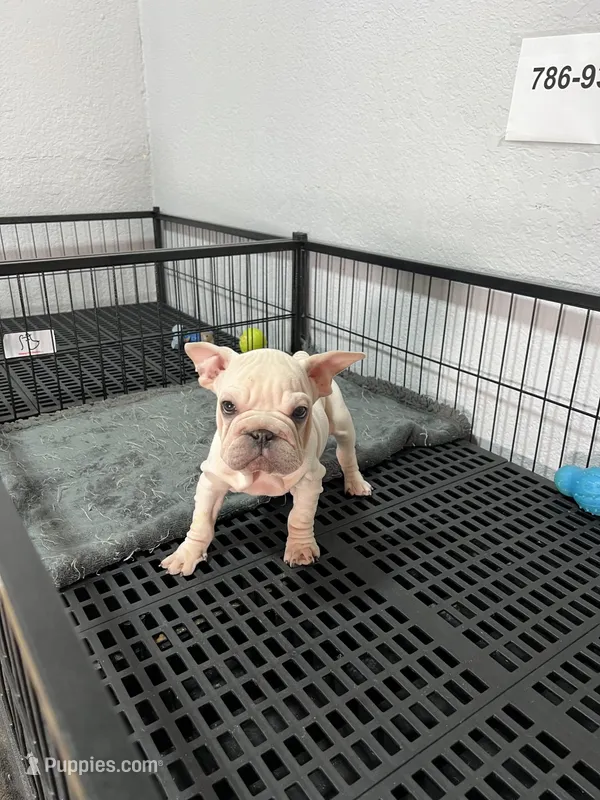 Snow  – French Bulldog puppy for sale in Miami, FL