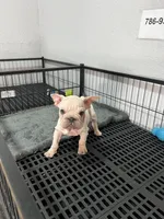Snow , a female French Bulldog for sale in Miami, FL – Photo 1 of 3