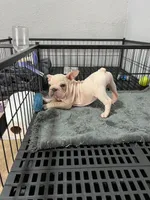 Snow , a female French Bulldog for sale in Miami, FL – Photo 3 of 3